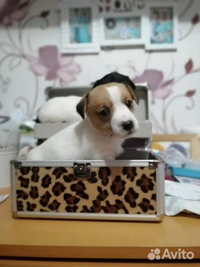 Щенки Джек Рассел