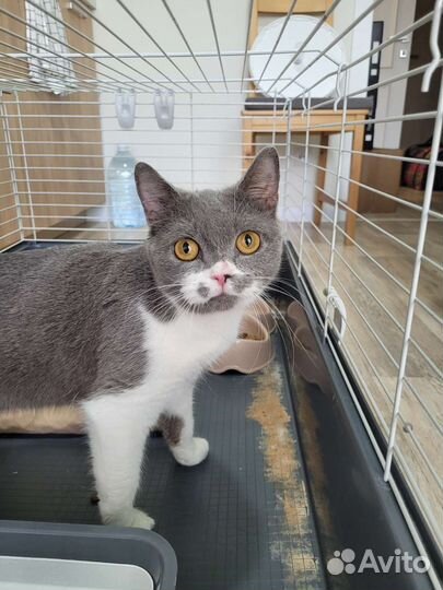 Кошка в дар