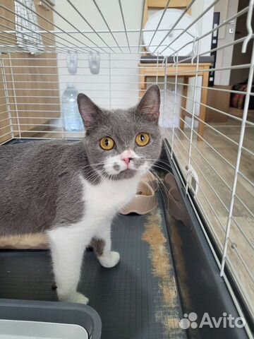 Кошка в дар