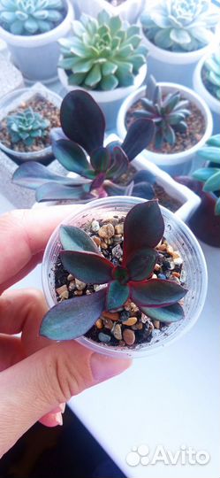 Эчеверия Нодулоза