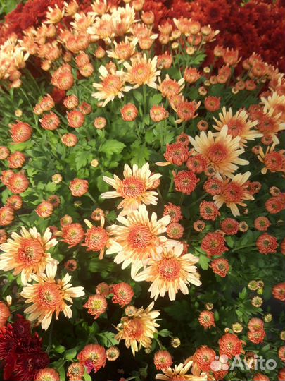 Хризантема мультифлора