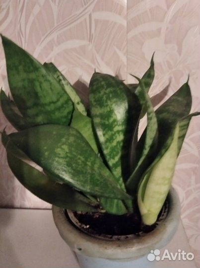 Сансевиерия Ханни