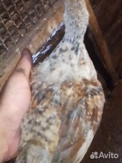 Цыплята кур несушек