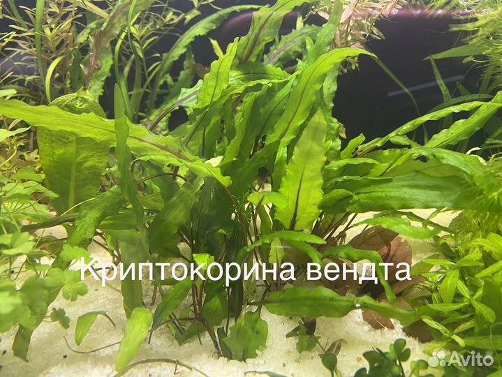 Аквариумные растения