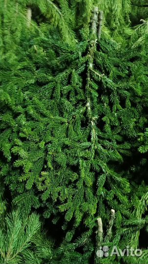 Оптом Живые Елки Сосны Лапник пихты новогодние