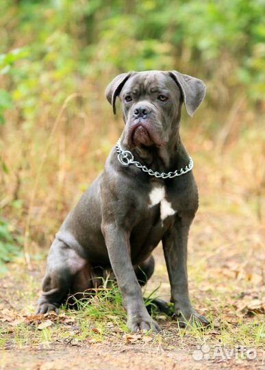 Подрощенные щенки кане корсо