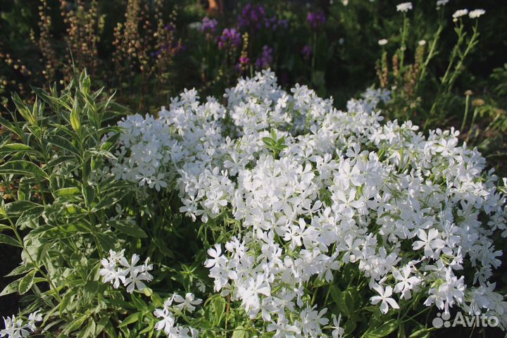 Растения для сада