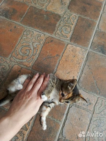 Трехцветная кошечка в дар в хорошие руки