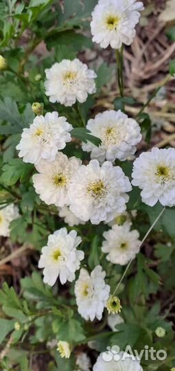 Садовые многолетники