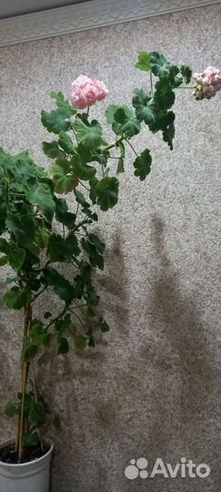 Герань пеларгония зональная