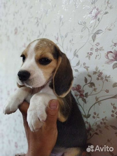 Щенки бигль