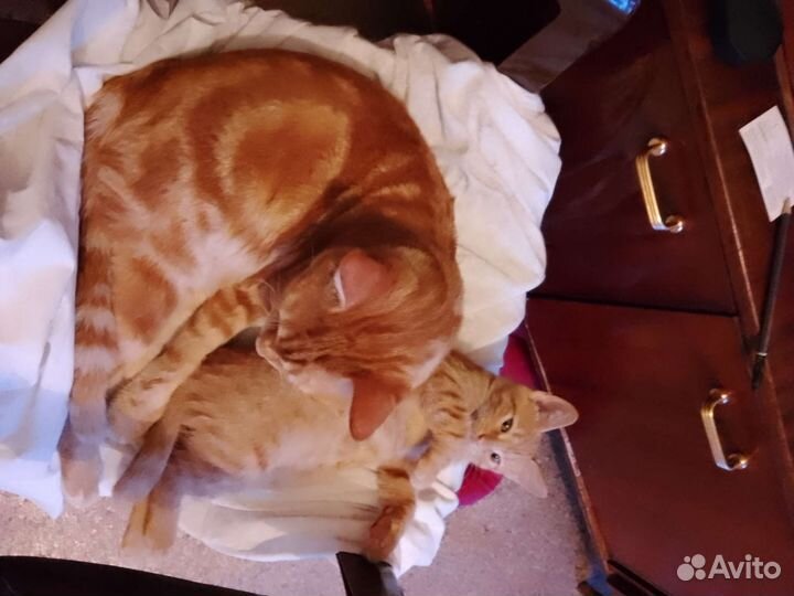 Рыжий котенок мальчик