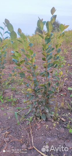 Кизильник блестящий для живой изгороди