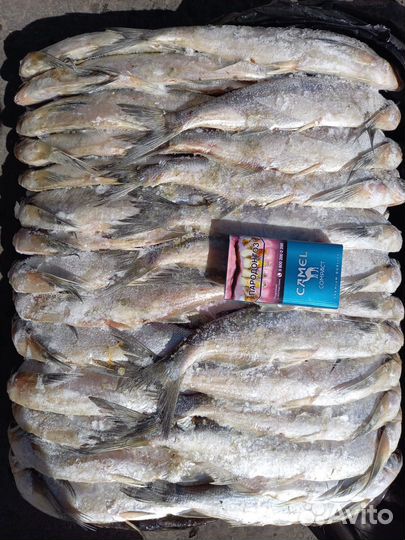 Чехонь с/м оптом