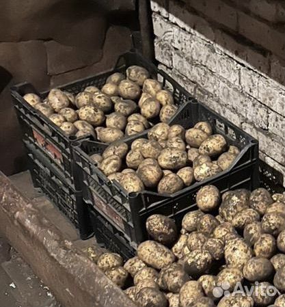 Семенной картофель