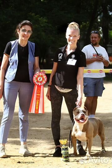 Американский булли