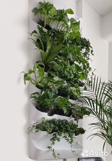 Фито боксы 3 шт