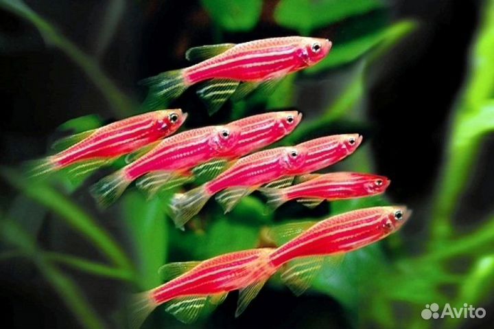 Аквариумные рыбки