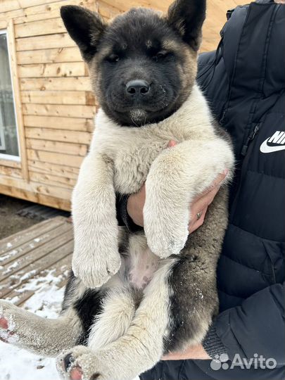 Супер девочка Американской акиты от Чемпионов