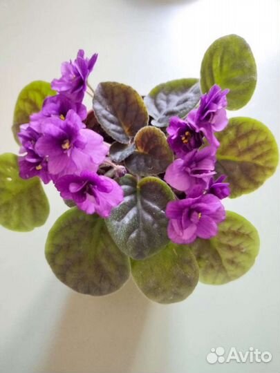 Глоксиния, сенполия (фиалка комнатная)