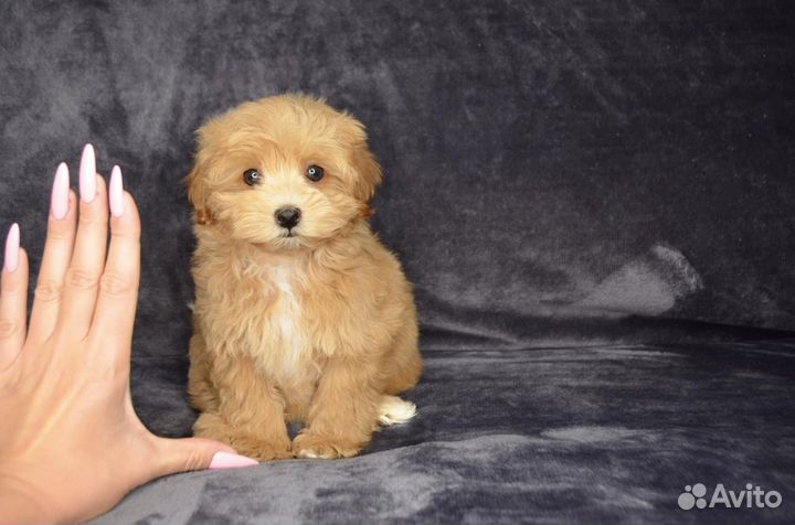 Мальтипу f1 micro редкие