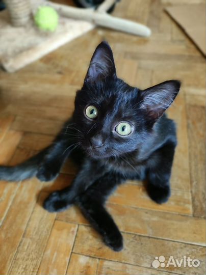 Отдам в котенка в добрые руки