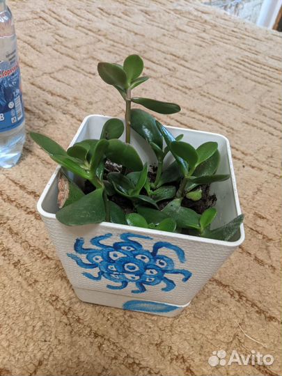 Сансевиерия и толстянка