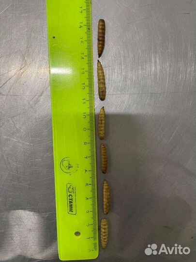 Сухая личинка Черной львинки Премикс для птицы