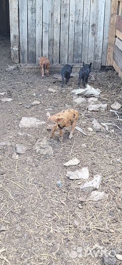 Продаются поросята