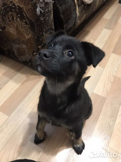 Отдам щенка девочку