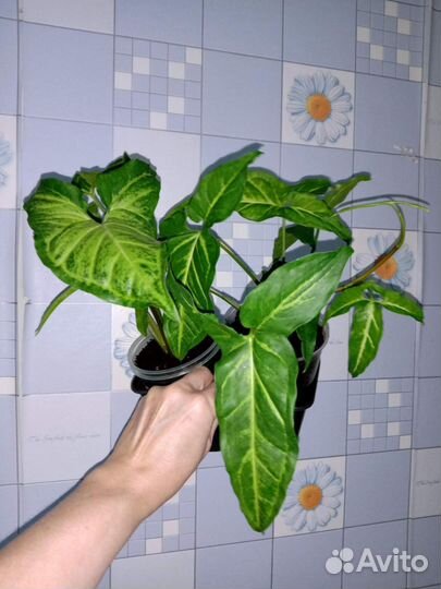 Сингониумы сортовые