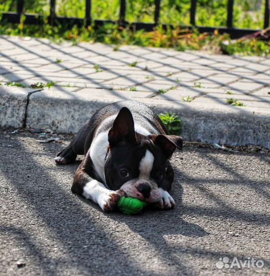 Щенки бостон терьера, не упусти шанс