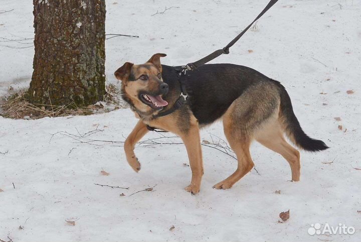 Собака в добрые руки