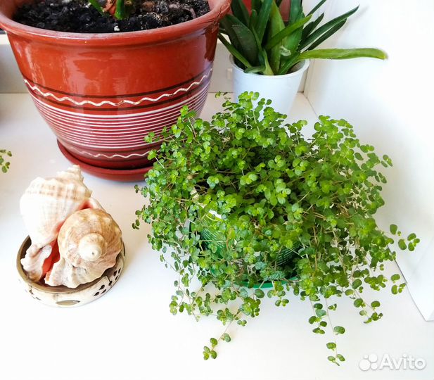 Солейролия (гелксина). Комнатные цветы