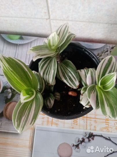 Традесканция триколор