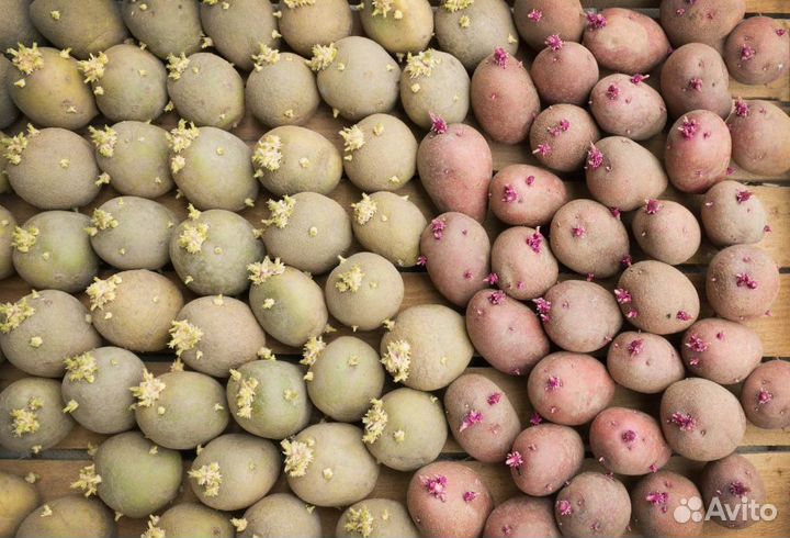 Картофель Деревенский Крупный