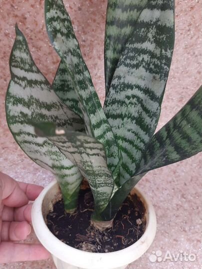 Сансевиерия