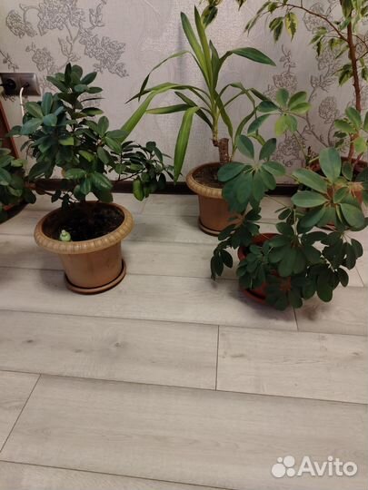 Комнатные цветы