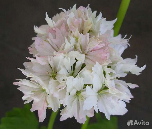 Пеларгония герань Спайдер