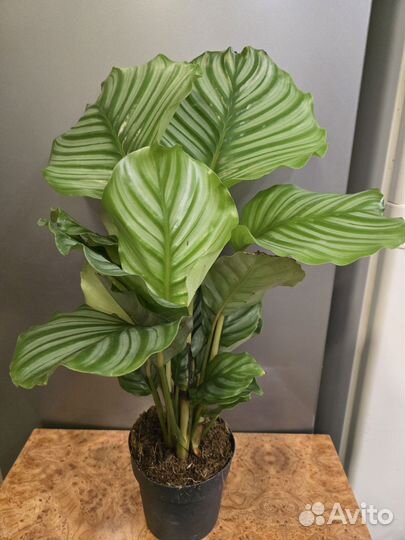 Калатея Орбифолия