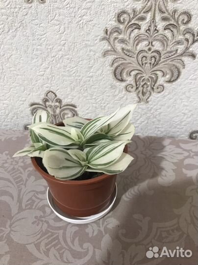 Комнатные растения