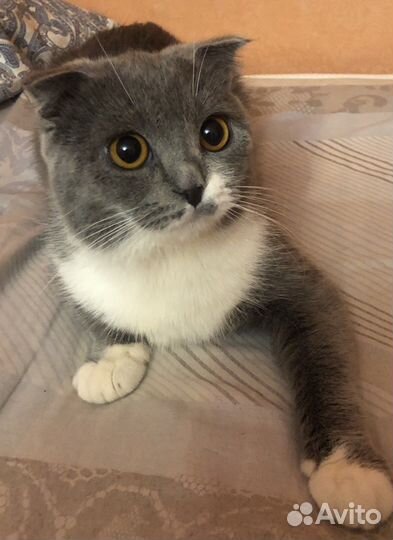 Кошка в дар бесплатно