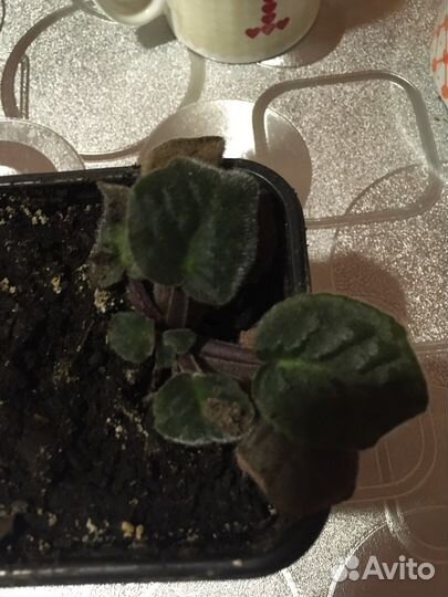 Фиалки цветущие