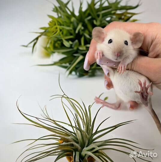 Крысята Дамбо. Большой выбор крыс. Крысы Дамбо