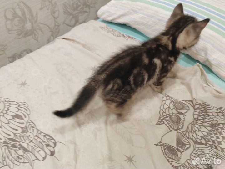 Отдам бесплатно котят