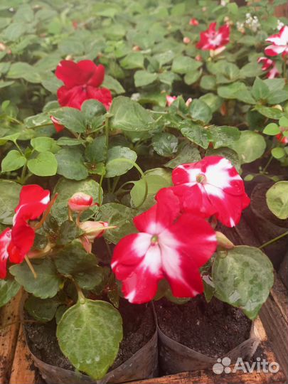 Цветы петунии рассада