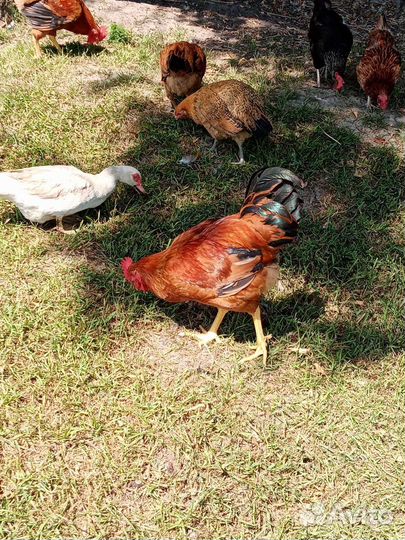 Молодые петрушки порода Кучинская 4.5 месяца