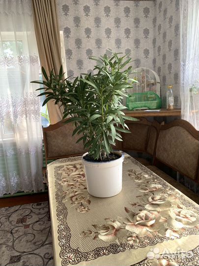 Олеандр розовый