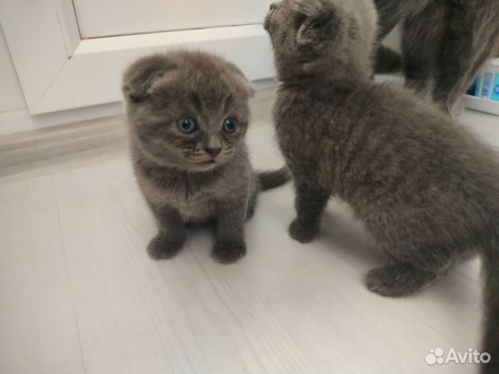 Шотландская