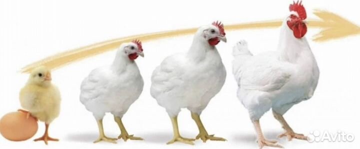 Цыплята Бройлер Подрощеный